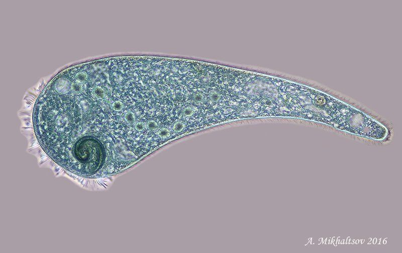 инфузория stentor coeruleus Инфузория Stentor coeruleus фото превью