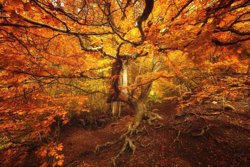 *** фото превью