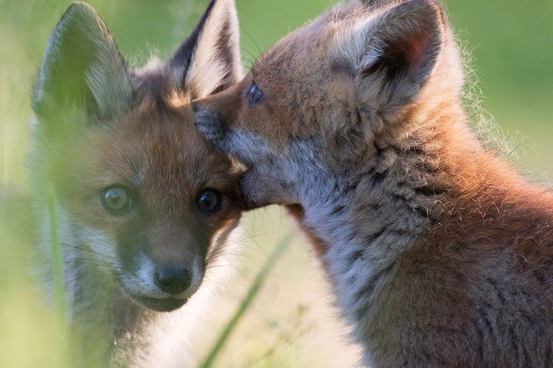 animals,nature,fox Fox фото превью