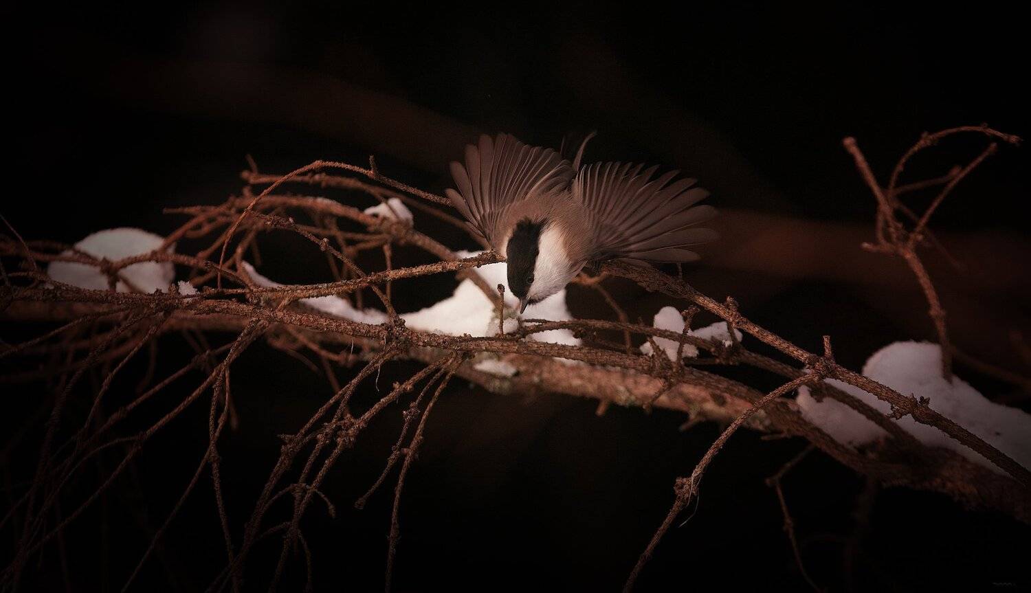 , Дмитрий Посевич