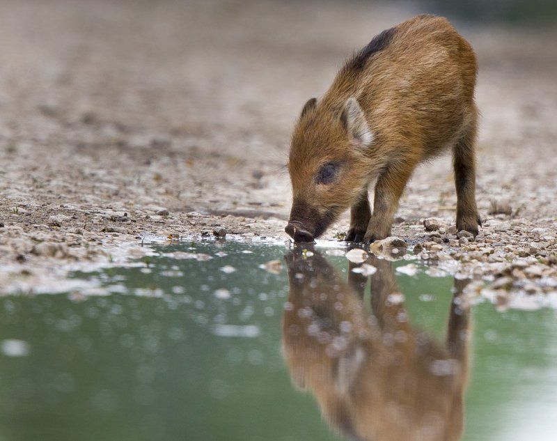 *** фото превью