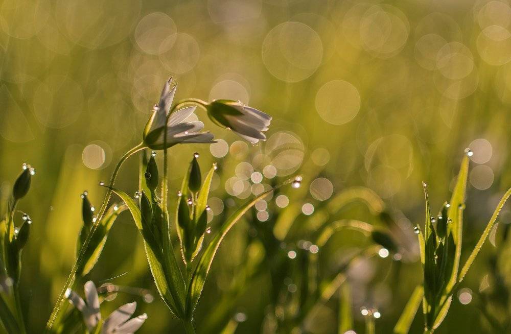 макро,роса, Андрей Дитковский