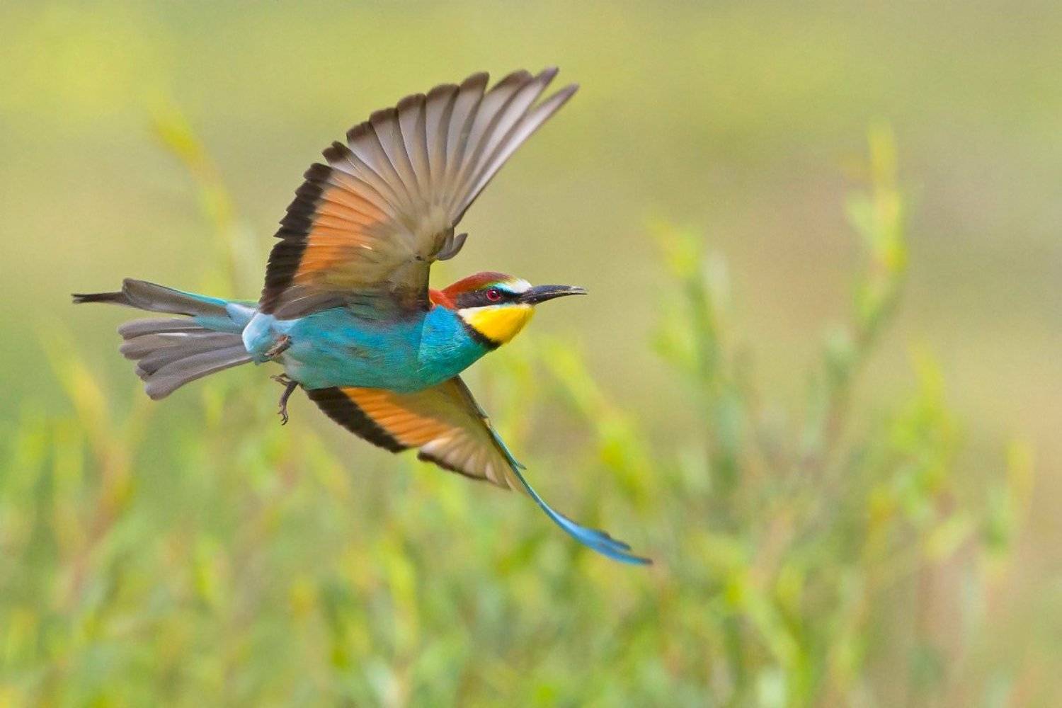 bird, wildlife, nature photography, animals, merops apiaster, żołna, european bee-eater, золотистая щурка, Marcin Łukawski