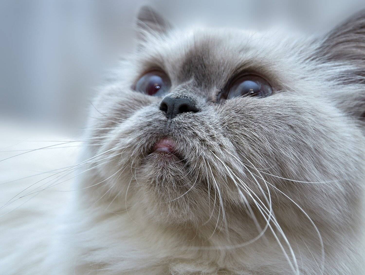 , Олег Богданов