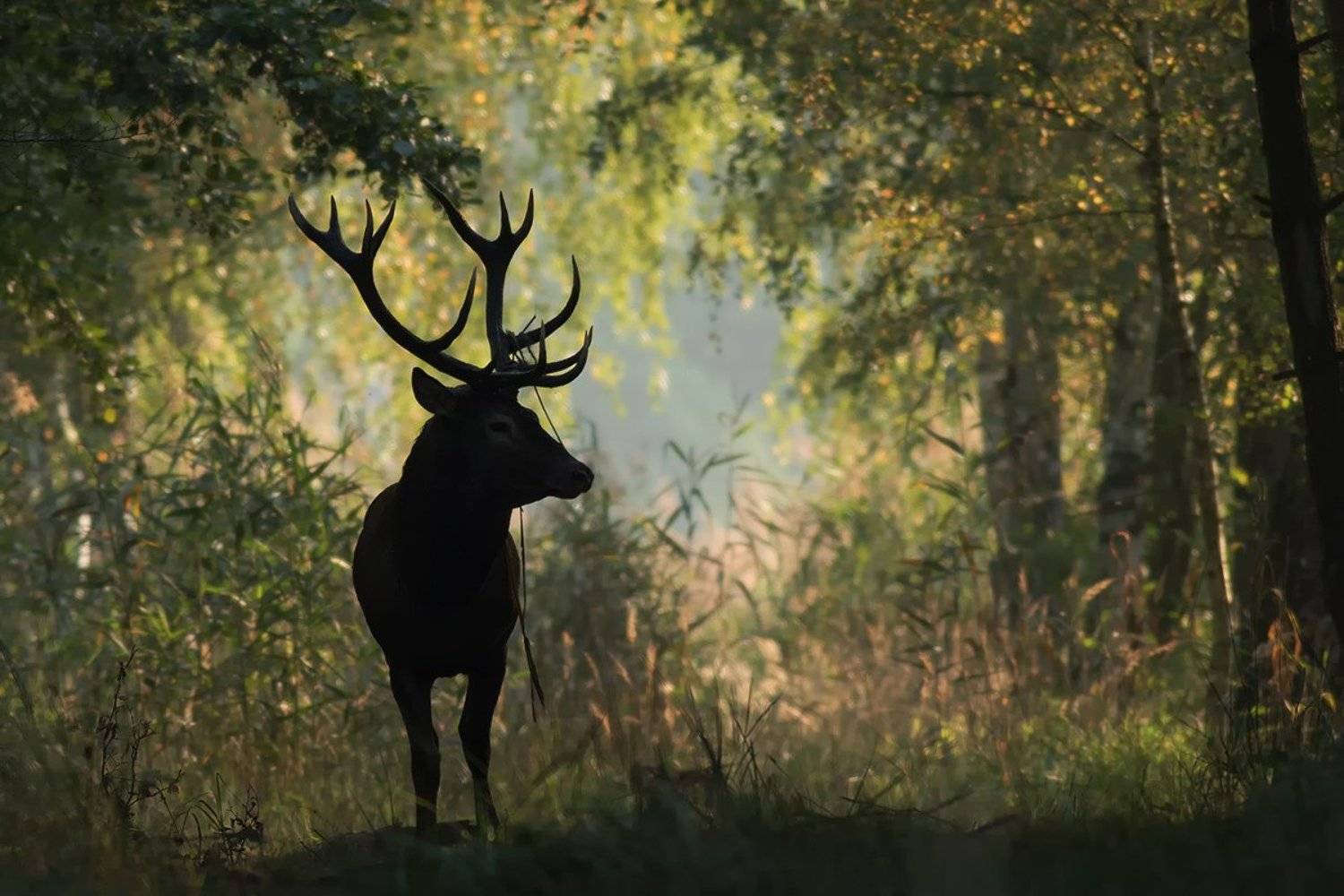 animals,nature,deer., olesniczanin
