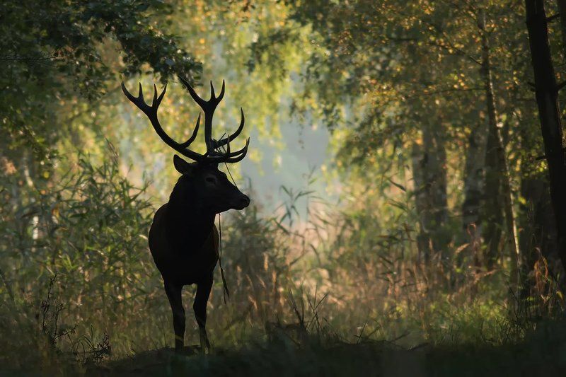 animals,nature,deer. DEER фото превью