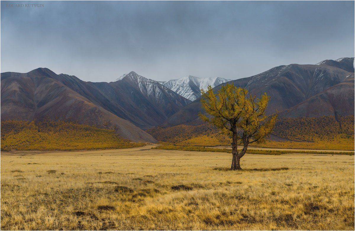 Кутыгин, Алтай, Алтайосенью, Осень, Золото, Чуя, республика, Nikon, лиственница, изгиб, меандры, бирюза, лазурь, сентябрь, на, Алтае, кокоря, Бугузун, Карагай, Карасу, Сайлюгем, Чихачёва, Чихачева, подорогевтуву, Туву, Тыву, Кутыгин Эдуард