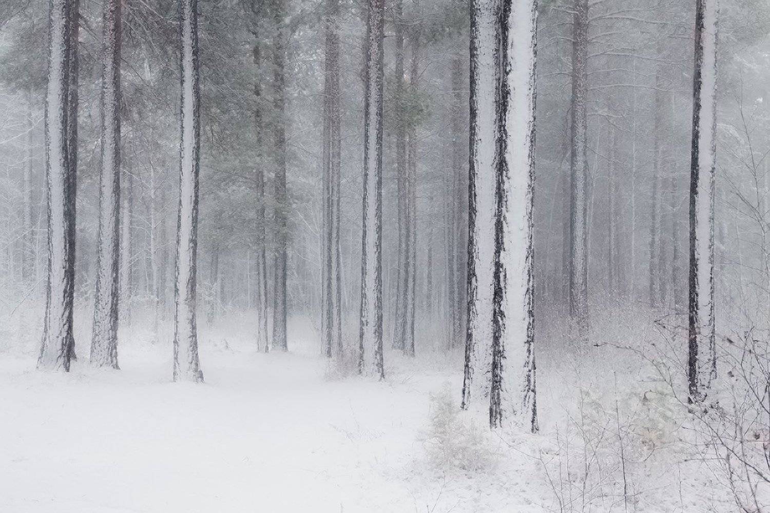 , Николай Морский