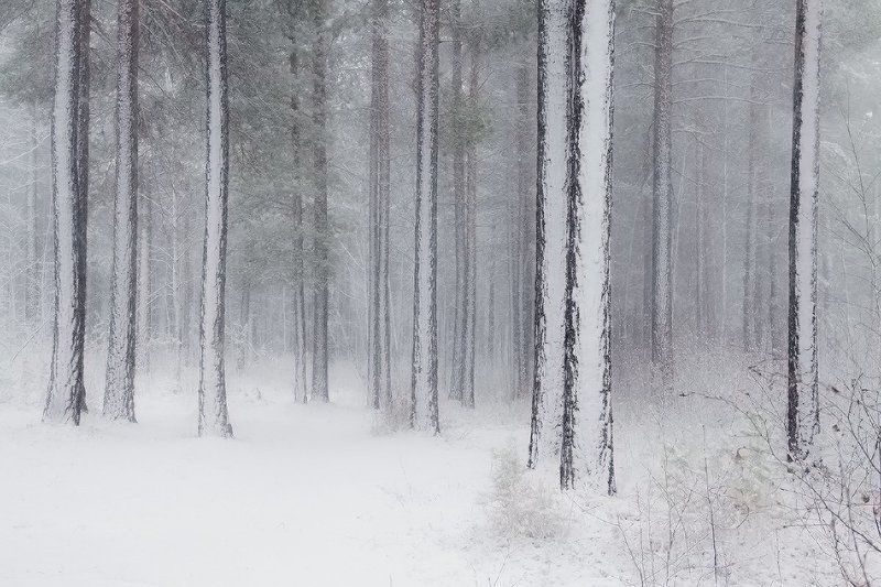 ****** фото превью