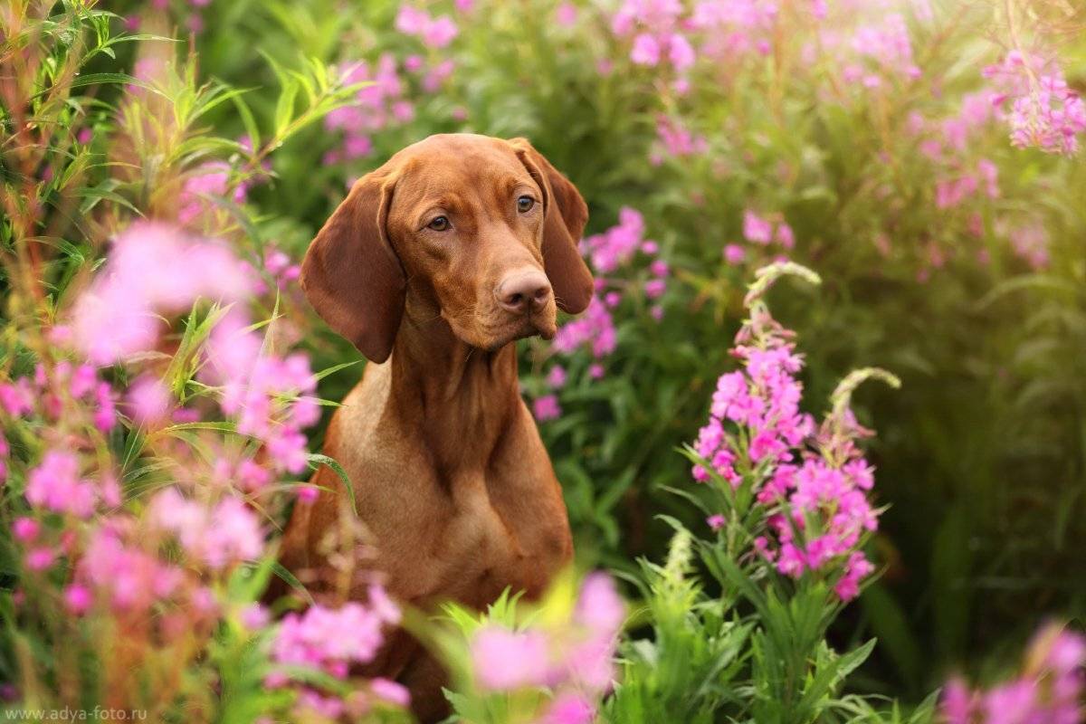 собака, Надежда