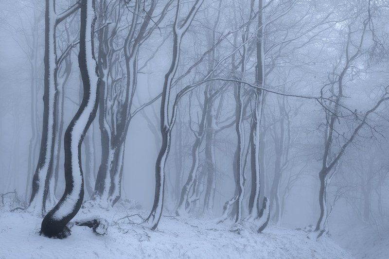czech republic, ore mountains, winter, cold, frost, beeches,fog, mist, snow Winter in the Ore mountains. фото превью