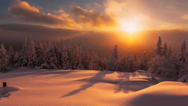 Метелица фото превью