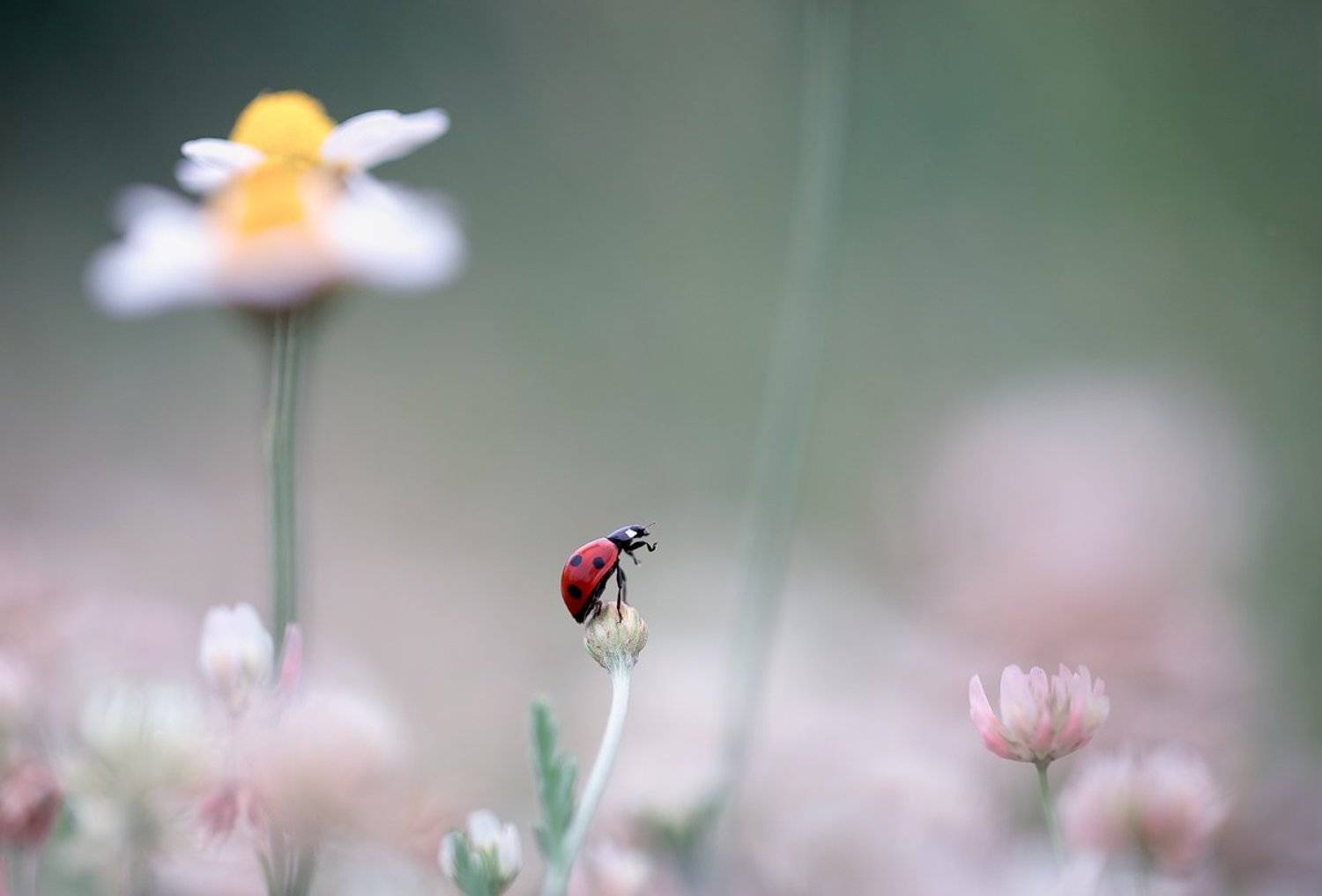 ladybug,insects,insect,nature,flowers,color,light,bokeh,beautiful,wild,macro,close up,fairy,, Georgi Georgiev (zeromx)