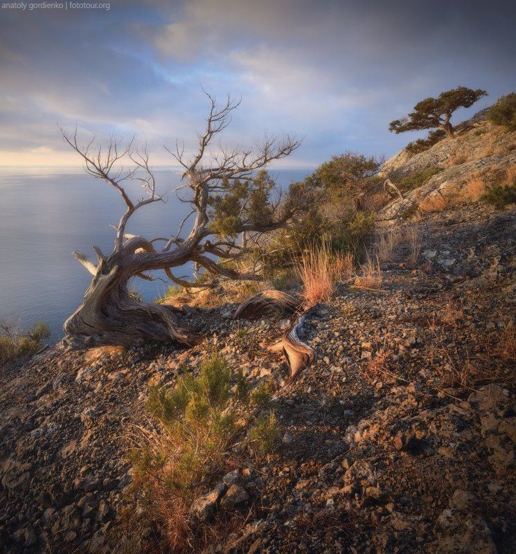 коряга крым море Коряжка фото превью