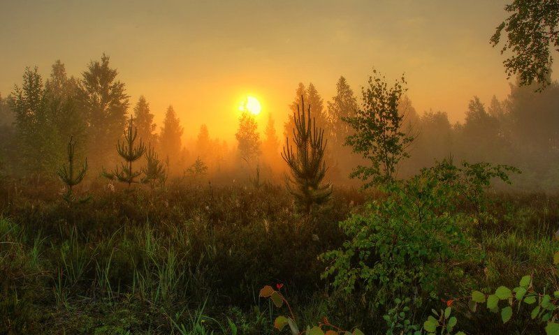 рассвет,утро Летнее утро... фото превью