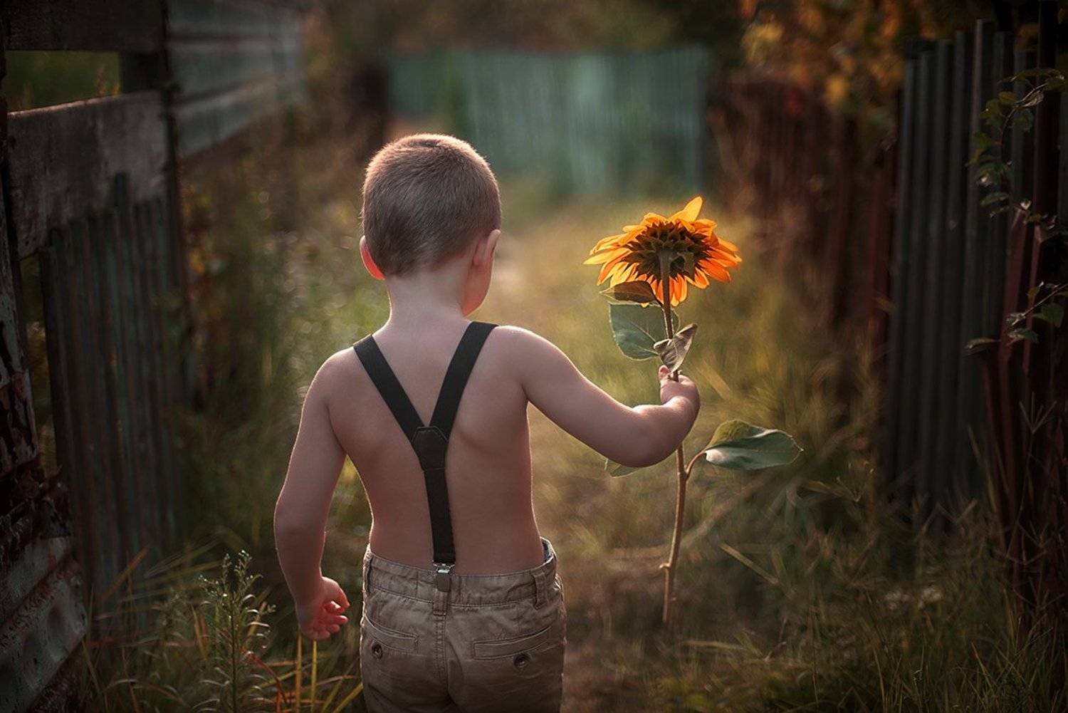 лето, подсолнух, мальчик, дача, закат, Юлия Таратынова
