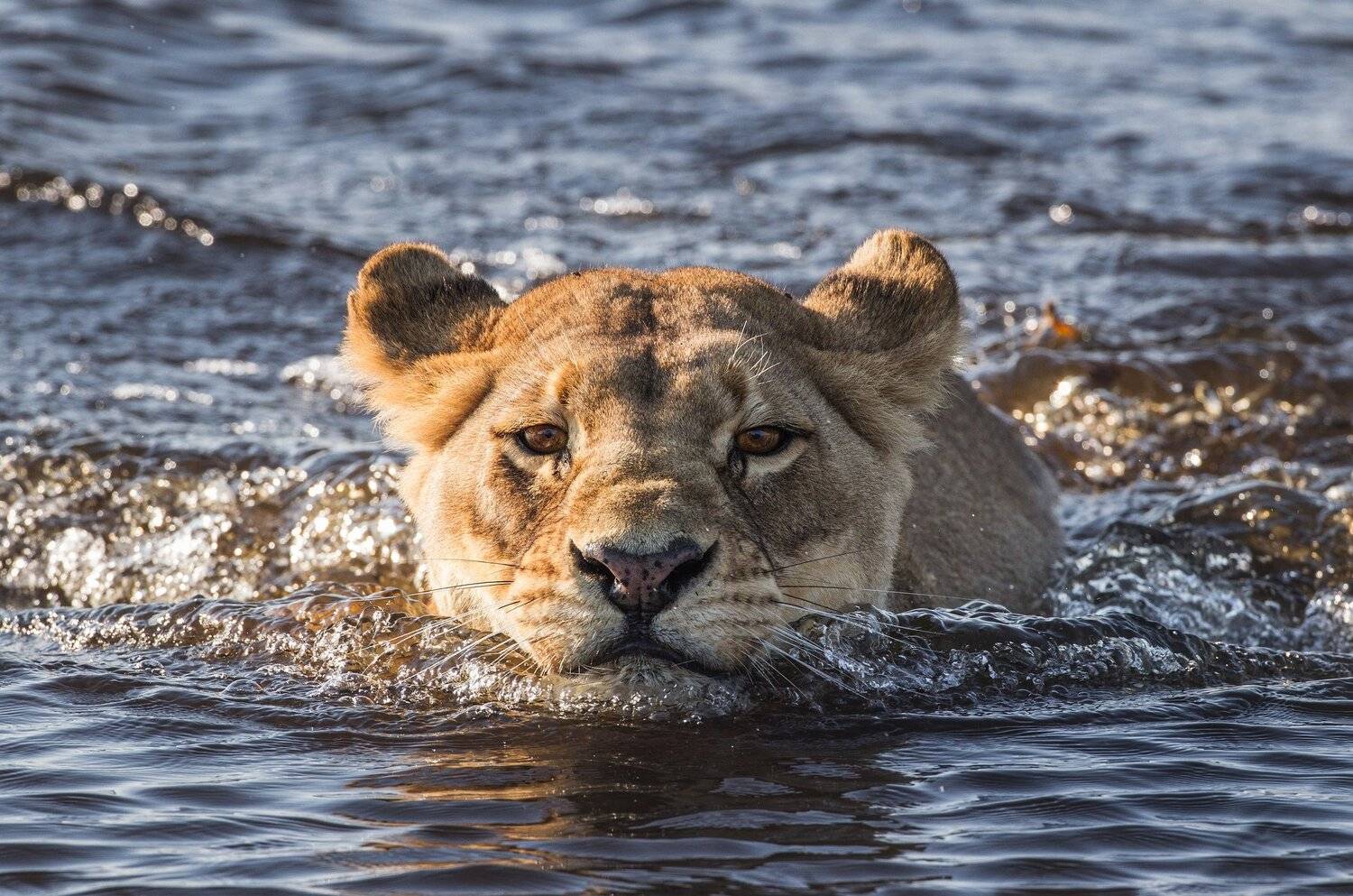 Львица, Африка, переправа, плавать, Алексей Сулоев
