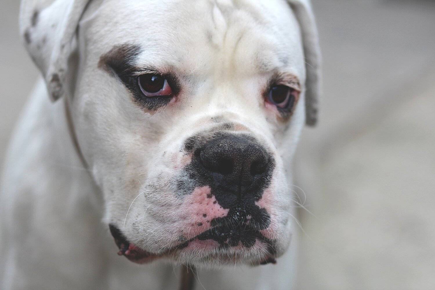 собака,боксер, Инна Сухова