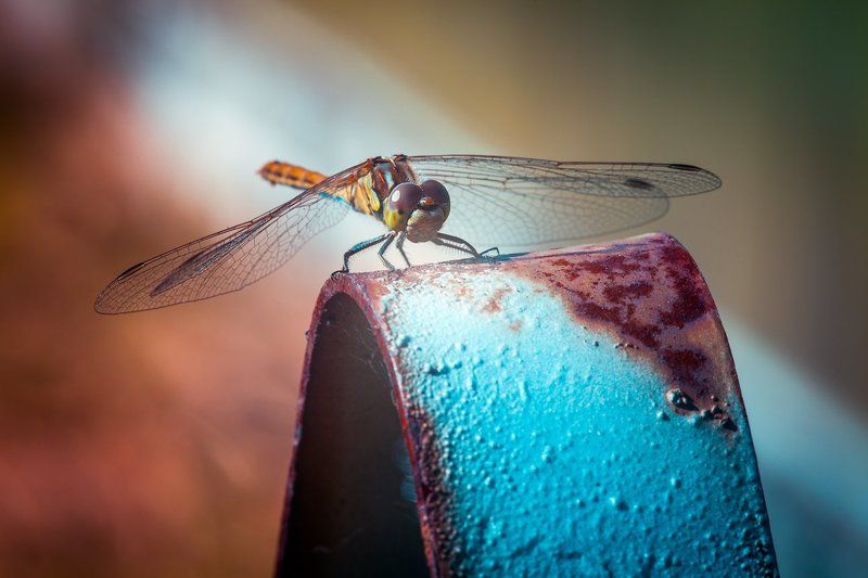 *** фото превью