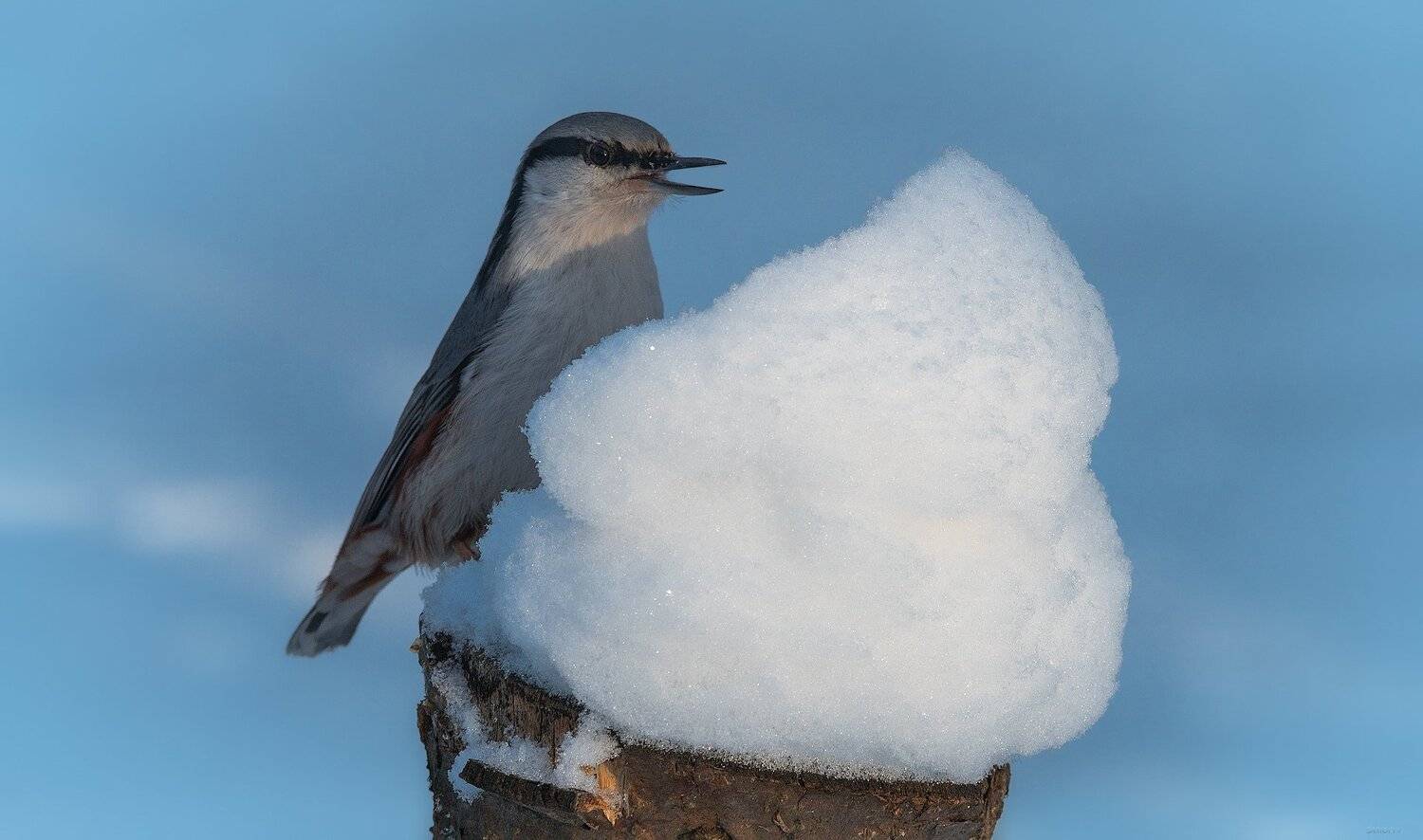 утро,зима,птицы,снег, Дмитрий Посевич