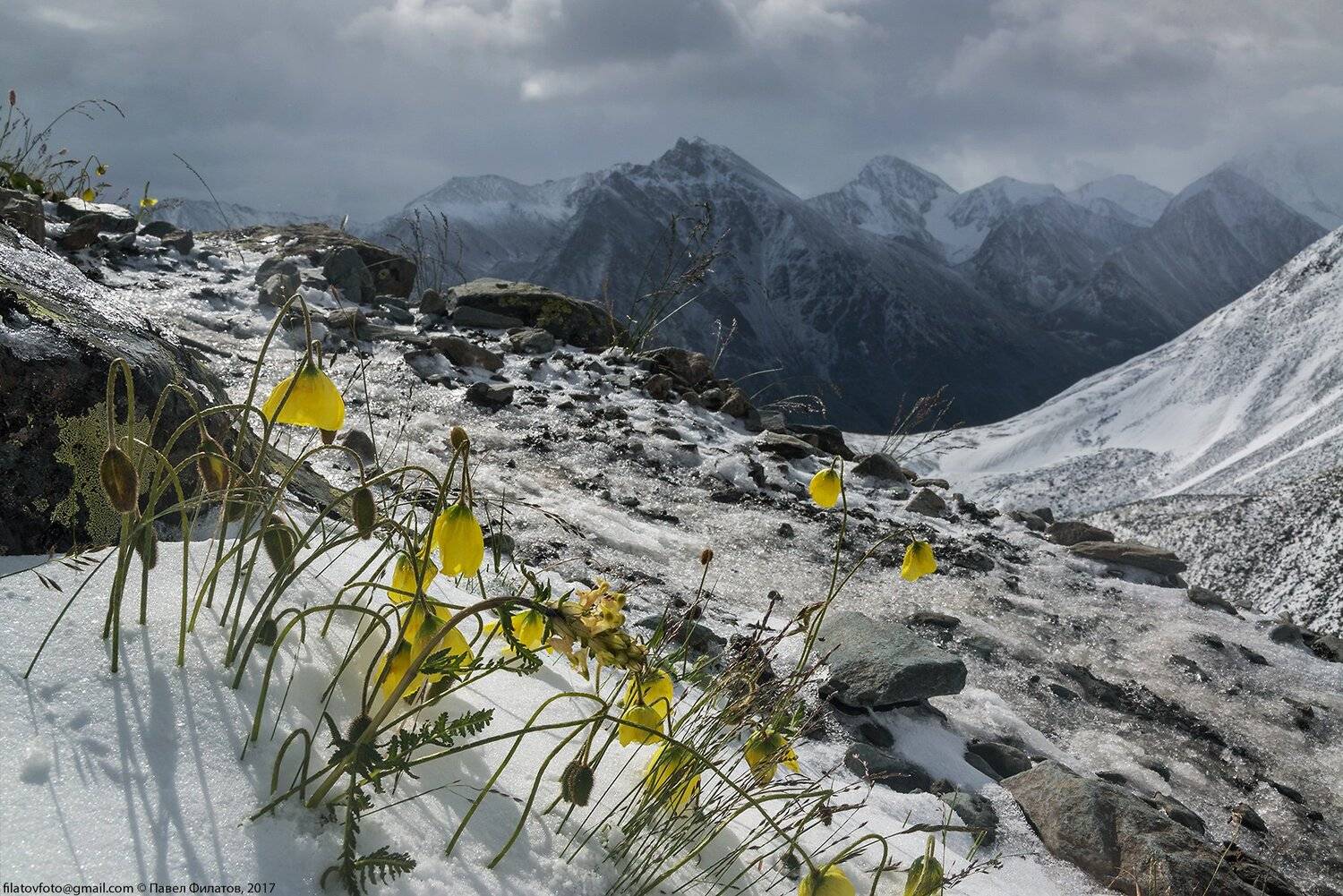 алтай, altai, сибирь, siberia, pavel filatov, павел филатов, katunskiy ridge, катунский хребет, маки, альпийские цветы, снег, Павел Филатов