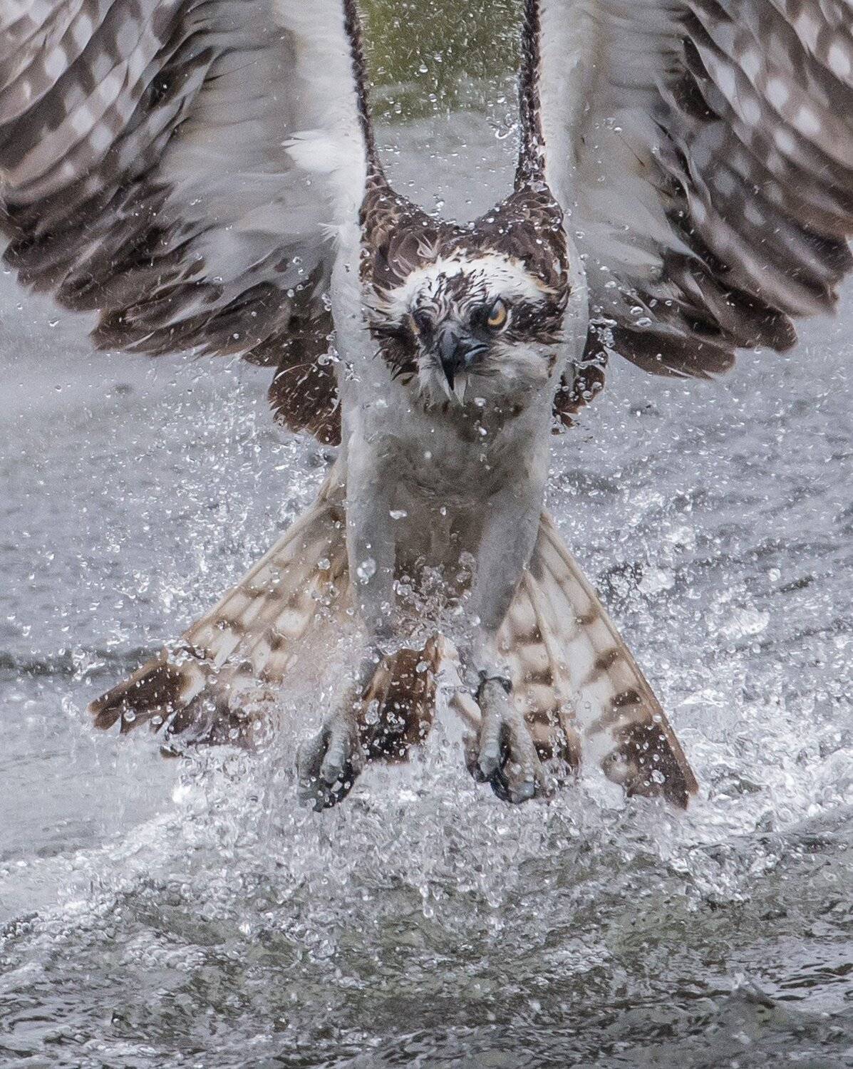 osprey, finland, splash, dive, Jarkko J&auml;rvinen