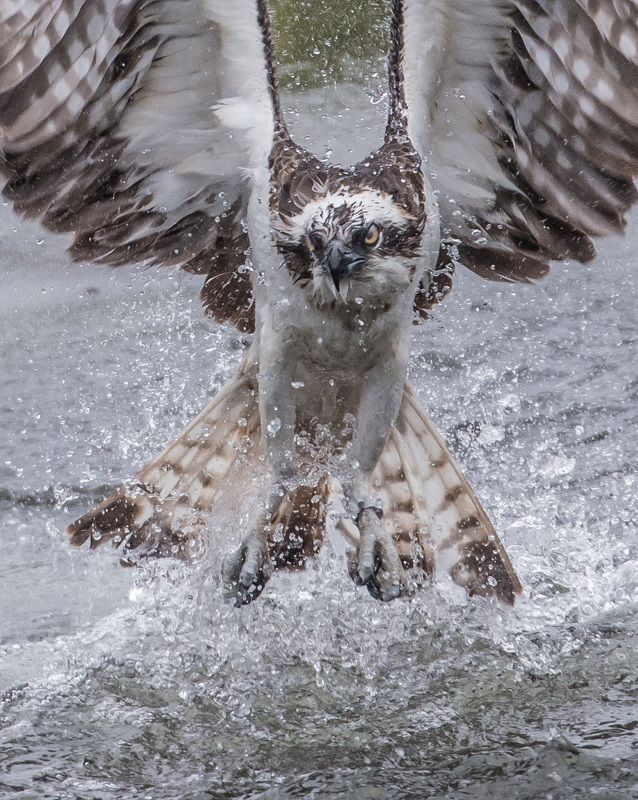 osprey, finland, splash, dive Osprey dive фото превью
