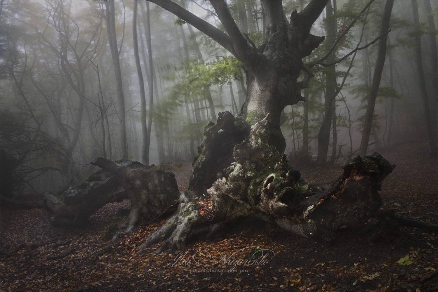 дерево, деревья, туман, дымка, осень, лес, woodland, tree, trees, forest, mystic, myctical, fog, mist, mood, чаща, autumn, мистика, сказка, образ,, Юлия Назаренко