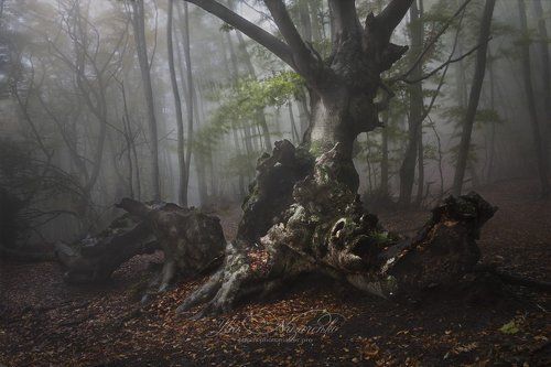 Cтарый граф