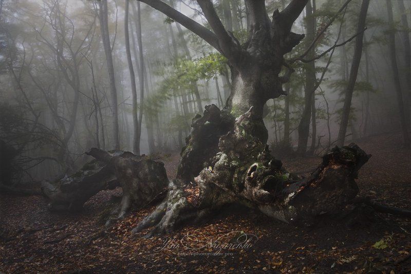 дерево, деревья, туман, дымка, осень, лес, woodland, tree, trees, forest, mystic, myctical, fog, mist, mood, чаща, autumn, мистика, сказка, образ, Cтарый граф фото превью