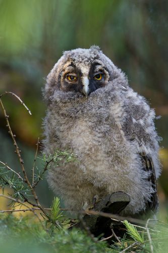 Long-eared owl