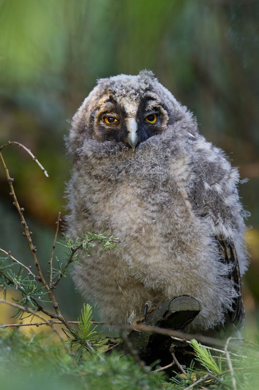 long-eared owl Long-eared owl фото превью