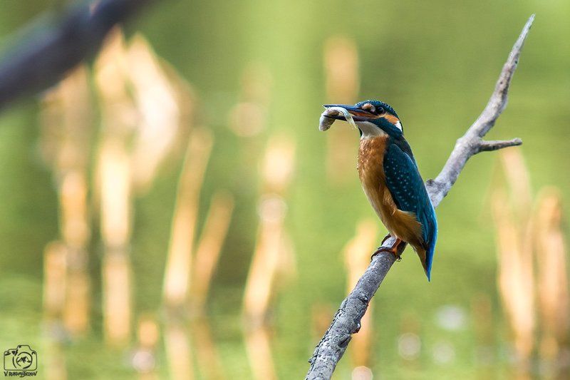 Добытчик фото превью