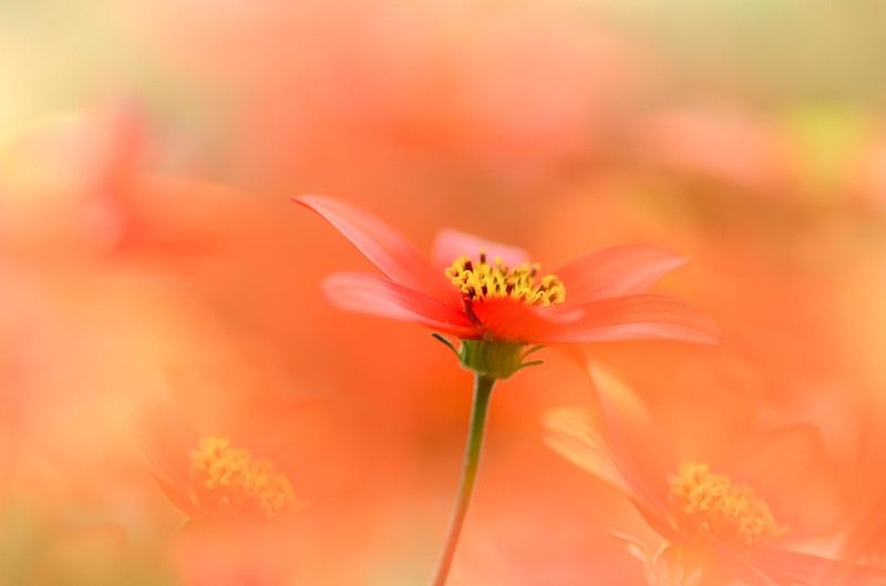 В красных тонах фото превью