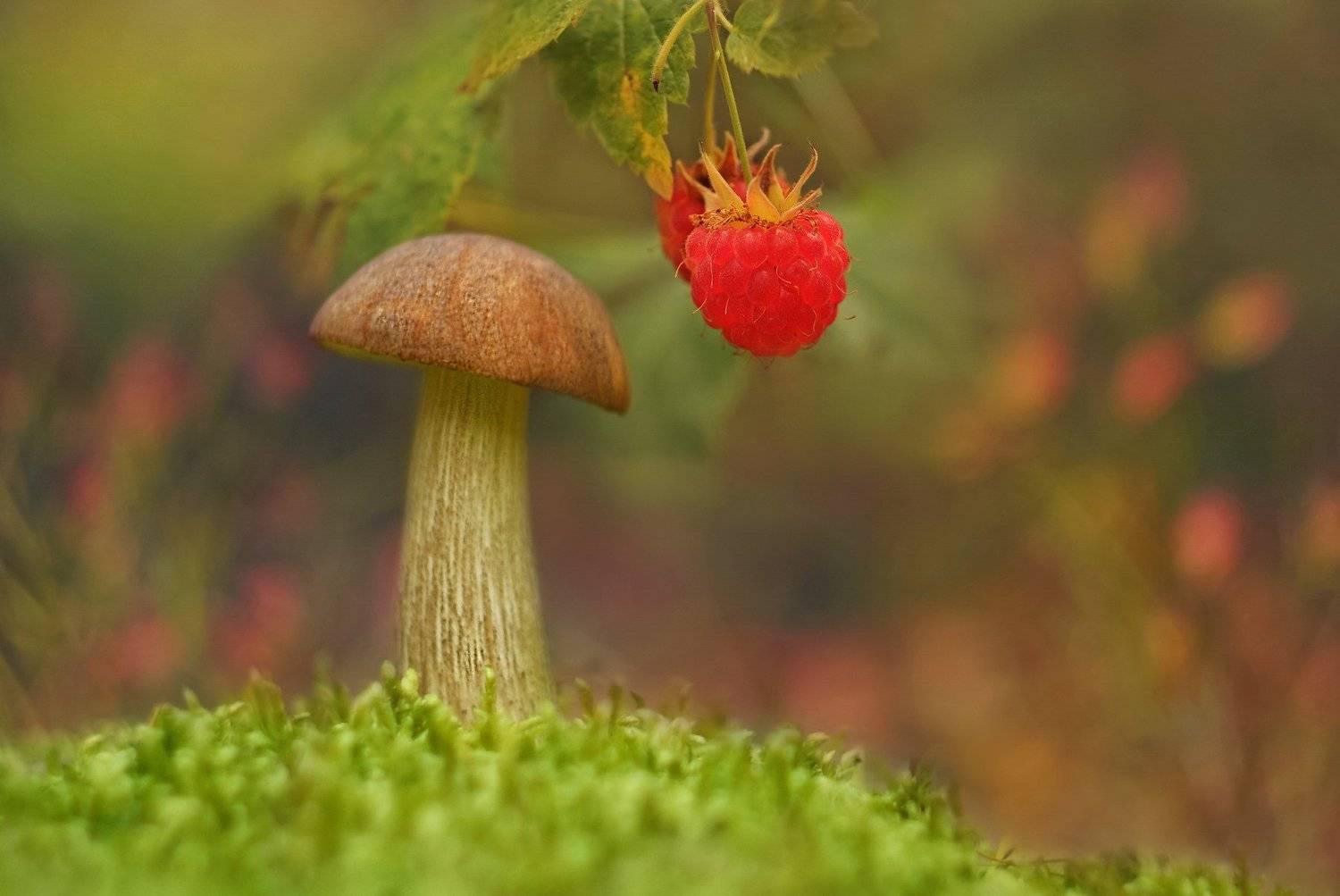грибы, природа, гелиос, макро, Александр Гвоздь