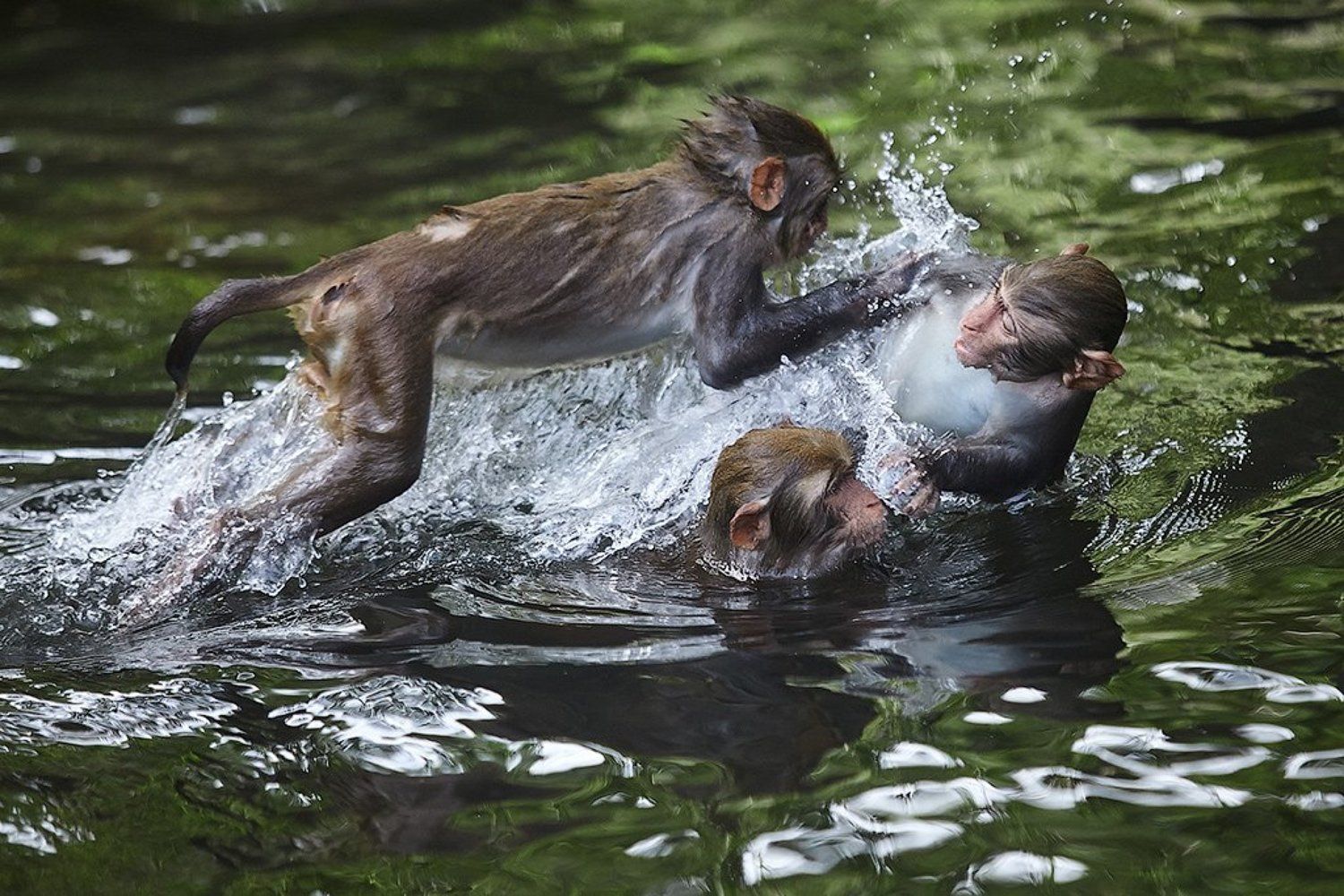 , Эдуард Альт