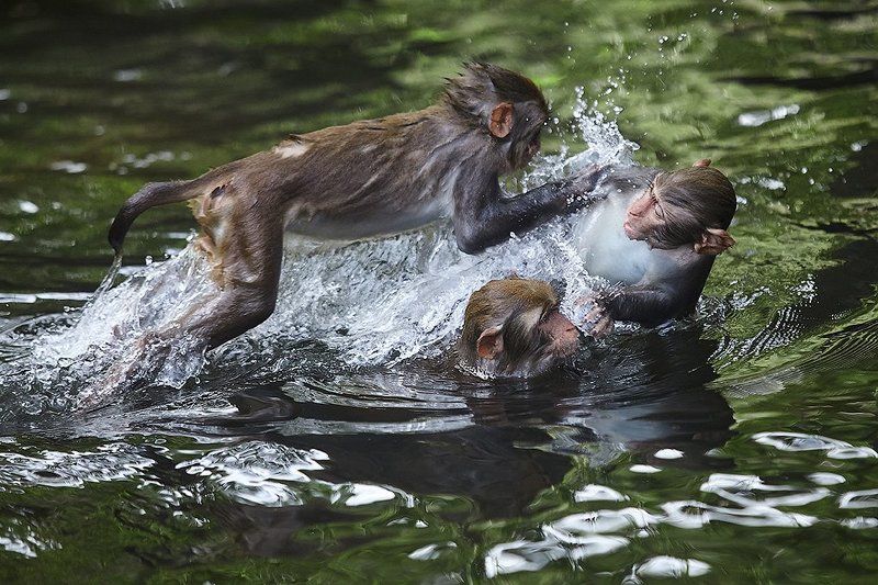 Морской бой фото превью