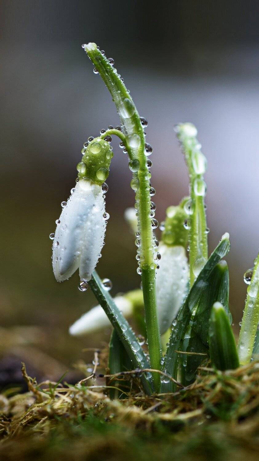подснежник, галантус, капли дождя, весна, Неля Рачкова