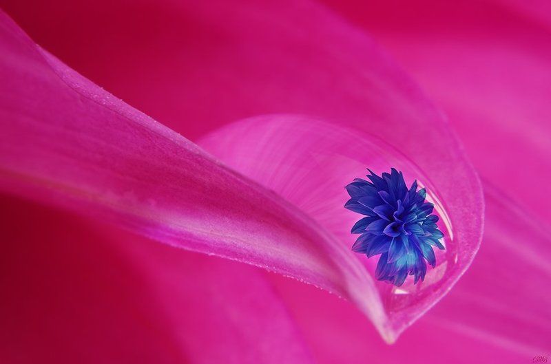 dahlia, flower, flowers, macro, nature, pink, blue, plant, plants, color, colors, color image, photography, art, fine art, Dahlia фото превью
