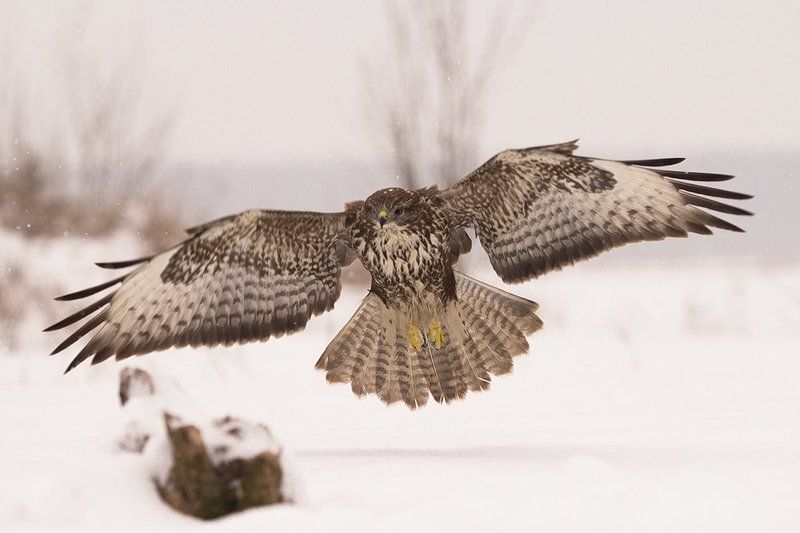 Залетаю фото превью