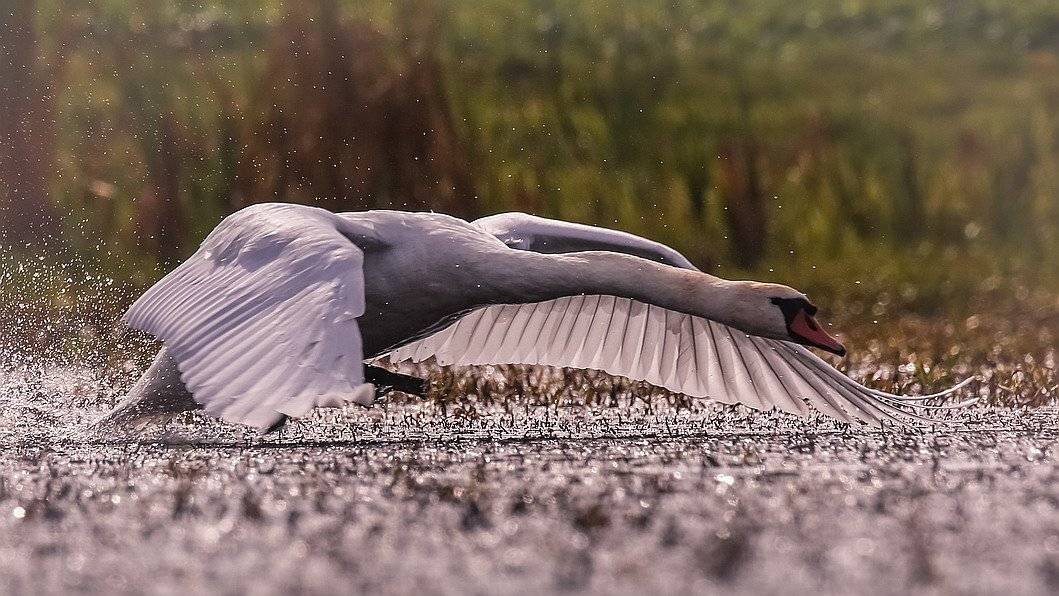 , Вячеслав Мищенко