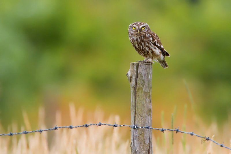 bird, wildlife, nature photography, animals, little owl, домовый сыч Focusing фото превью