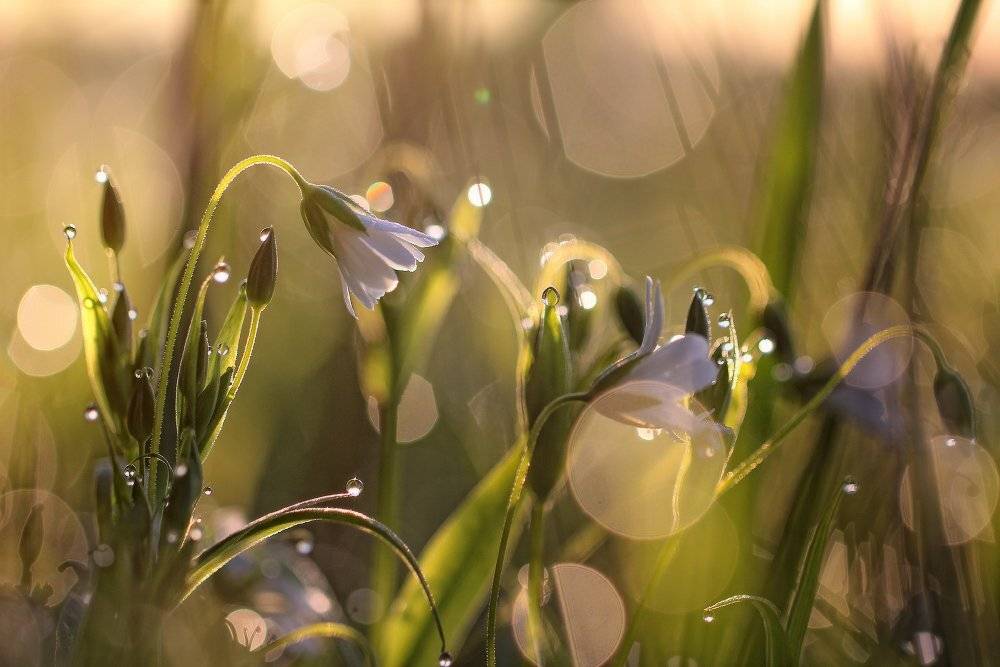 макро,роса, Андрей Дитковский