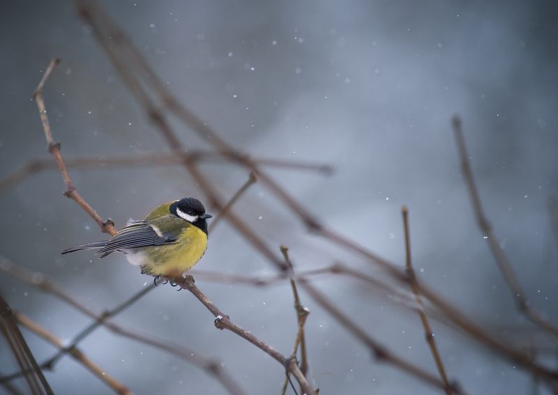 :) фото превью