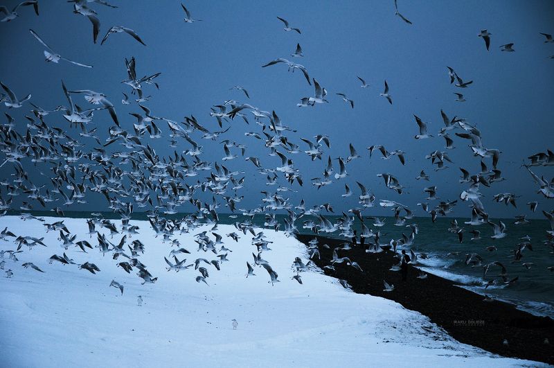 landscape, sea, winter, snow, seagulls, fling, seaside, frozen, cold, outside, Good Morning фото превью