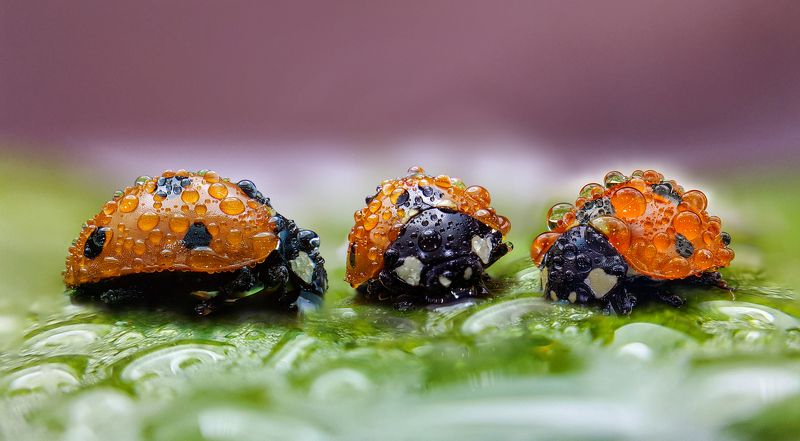 Божья коровка фото превью