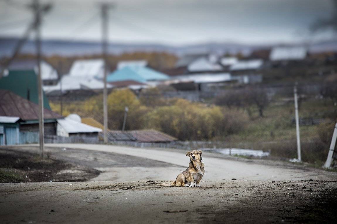 орск, качурин, собака, деревня., Качурин Алексей
