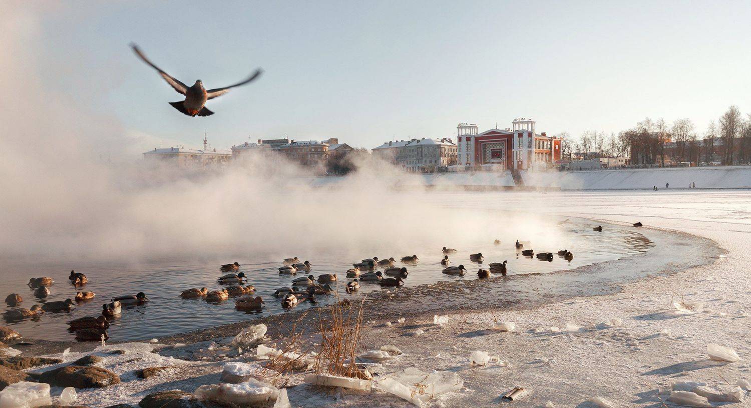 Тверь, Торопов Роман