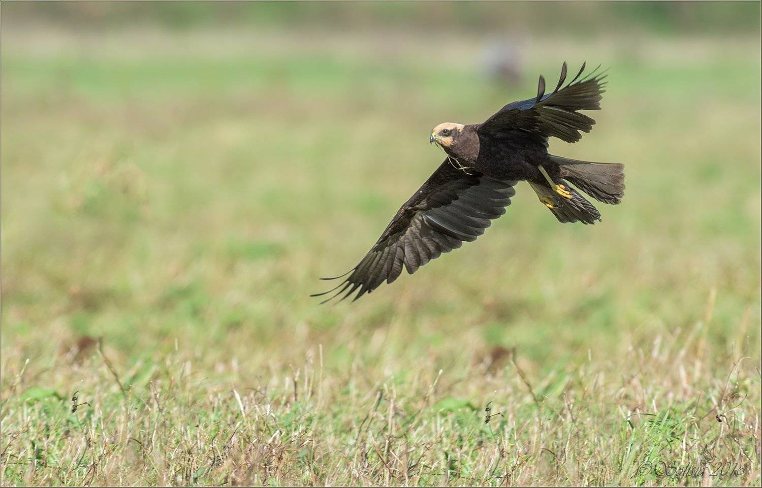 птицы, природа, circus aeruginosus, лунь болотный, осень, сентябрь, 2016, московская область, волоколамский р-он, Анна Голубева