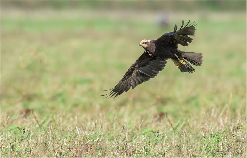 птицы, природа, circus aeruginosus, лунь болотный, осень, сентябрь, 2016, московская область, волоколамский р-он Лунь болотный фото превью
